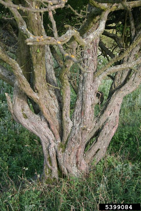 common hawthorn, Crataegus monogyna  (Rosales: Rosaceae) - 5399084 Common Hawthorn, Hawthorne Tree, Crataegus Monogyna, Hawthorne House, Hawthorn Tree, Tree Study, Traditional Stories, Stage Set Design, Black Mountain