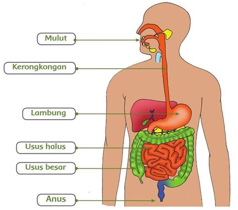 Organ Pencernaan, Science Diagrams, Kartu Tarot, Sistem Pencernaan, Spiderman Art Sketch, Spiderman Art, Life Drawing, Ipa, Drawing For Kids