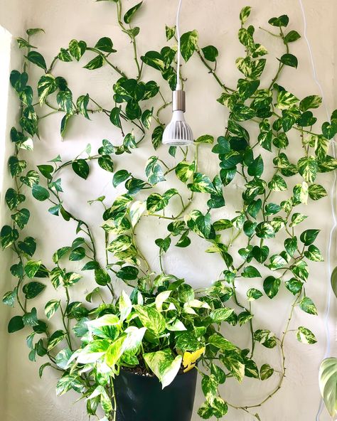 🌿POTHOS GROWTH PROGRESS | Share + Save 🌿 These posts are my favorite to make because I feel like I don’t realize how much my pothos wall has grown until I look back at old pictures and videos! Since 2022, this plant has been repotted 6 times, gotten a new plant pot and stand, has lost a lot of leaves and vines but also grown a lot of new ones! What do you think it will look like next year? Also comment CLIPS if you want the info for the plant vine clips I use to attach the plant to the wa...