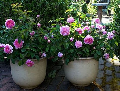 Beautiful ideas with roses in planters Container Roses, Knockout Roses, Moss Rose, Rose Trees, Growing Roses, Garden Containers, Planting Roses, Climbing Roses, Container Plants