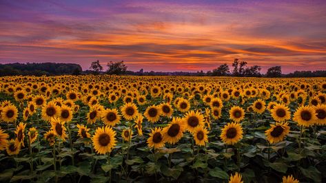 Download wallpaper 1366x768 sunflowers, field, sunset, sky, clouds tablet, laptop hd background Fotos Hd 4k, I Phone 7 Wallpaper, Sunflowers Field, Ed Wallpaper, 1366x768 Wallpaper, Sunflower Iphone Wallpaper, 1366x768 Wallpaper Hd, Field Wallpaper, Sunflowers Background