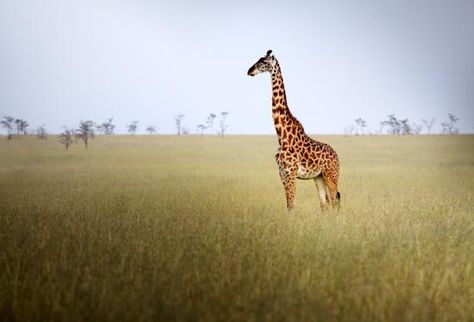 Science Explains Why the Giraffe Has Such a Long Neck Grassland Animals, Savanna Biome, Grassland Biome, Ecosystems Projects, Grassland Habitat, Giraffe Photos, Animal Habitat, Animal Habitats, Biome