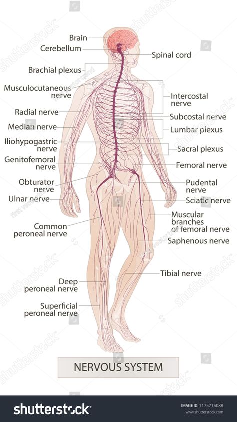 Human body parts. Nervous system. Man anatomy. Hand drown vector sketch illustration isolated #Ad , #spon, #Nervous#system#Man#Human Nervous System Parts, Apologia Anatomy, Nervous System Anatomy, Nerve Anatomy, Human Respiratory System, Human Nervous System, Human Body Organs, Basic Anatomy And Physiology, Man Anatomy