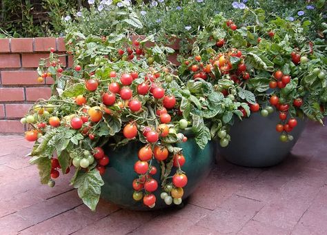 Patio Tomatoes, Tanaman Tomat, Tomatoes In Pots, Pot Gantung, Small Flowering Plants, Bean Varieties, Growing Tomatoes In Containers, Seed Starting Mix, Container Vegetables