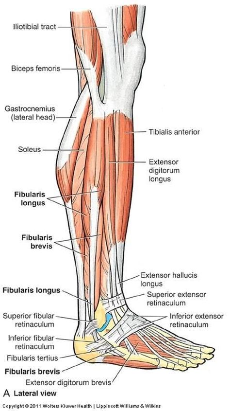 Leg Muscles Anatomy, Hip Flexor Pain, Muscles Anatomy, Leg Anatomy, Human Muscle Anatomy, Tight Hip Flexors, Hip Flexor Stretch, Human Body Anatomy, Lower Limb