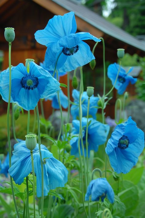 The Himalayan Blue Poppy boasts brilliant blue petals that create a captivating and serene garden atmosphere. This rare poppy is known for its vibrant hue and delicate appearance.  Light: Partial shade. Water: Keep soil consistently moist, but ensure good drainage. Soil: Moist, humus-rich, well-draining soil. Temperature: 50-60°F (10-15°C). Humidity: High. Fertilizer: Balanced fertilizer, monthly during the growth period.A prized plant for shaded gardens, it adds an exotic flair and cool vibe to garden spaces.  A prized plant for shaded gardens, it adds an exotic flair and cool vibe to garden spaces. Blue Himalayan Poppy, Himalayan Blue Poppy Flower, Poppy Growing, Blue Poppy Flower, Himalayan Blue Poppy, Book Vibes, Nails Flower, Serene Garden, Wallpaper Flower