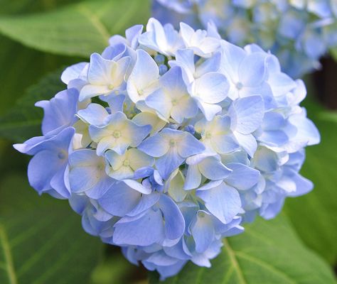 Nature, Wallpaper With Yellow, Blue Pngs, Hydrangea Picture, Light Blue Hydrangea, Aesthetic Transparent, Hydrangea Leaves, Moodboard Pngs, Polyvore Items