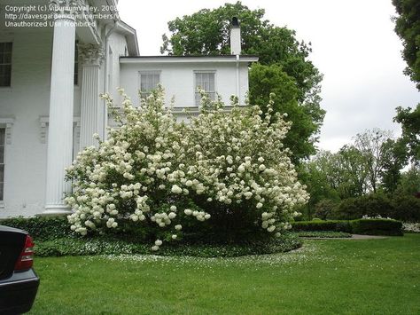 Plant Symbolism, Snowball Bush, White Flowering Shrubs, Snowball Viburnum, Patio Inspiration, Guest Cottage, Backyard Retreat, Flowering Shrubs, White Gardens