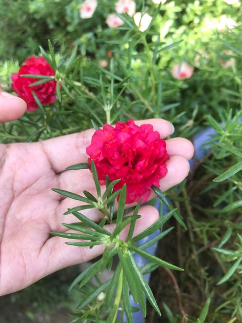 Pretty Flower Names, Portulaca Flowers, Pretty Flowers Photography, Portulaca Grandiflora, Tattoo Designs Hand, Plants And Pots, Henna Tattoo Designs Hand, Moss Rose, Plant Care Houseplant