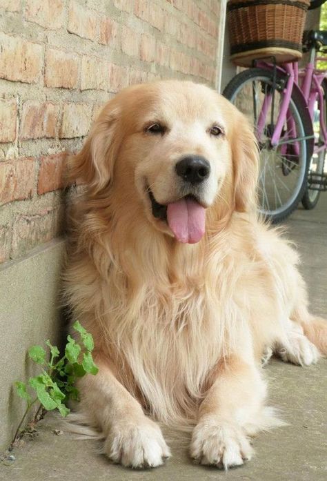 Do you have a Golden Retriever who likes to do chores? Perros Golden Retriever, Chien Golden Retriever, Positive Dog Training, Golden Retriever Mix, Basic Dog Training, Golden Puppy, A Golden Retriever, Best Dog Training, Retriever Puppy