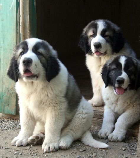 Pyrenean Mastiff Puppy, Spanish Mastiff Puppy, Feral Oc, Pitbull Mastiff, British Mastiff, Tibetan Mastiff Aesthetic, Anatolian Pyrenees, Tibetan Mastiff Puppy Baby, English Mastiff Dog