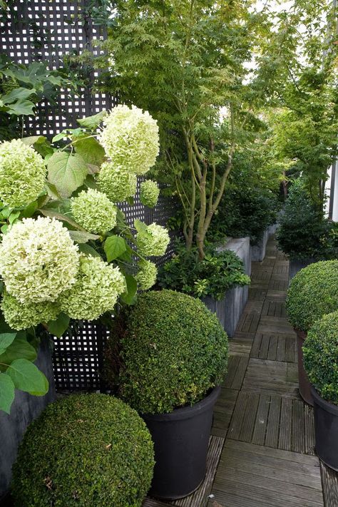 Modern Country Style: Hydrangeas, Topiary And Boxwood In The Modern Country Garden Garden Modern, Landscape Garden, Have Inspiration, The Secret Garden, White Gardens, Gorgeous Gardens, Country Gardening, Small Gardens, Garden Spaces