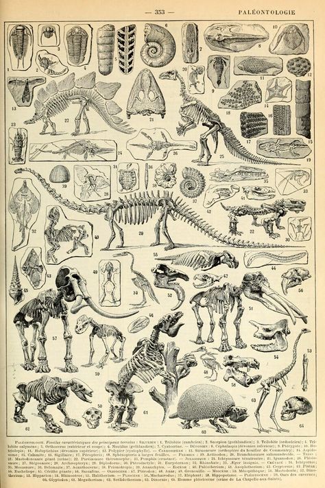 Skeleton print antique book plate print science poster wall art decor education poster paleontology print school room decor anatomy animals https://etsy.me/3J7i8Fi #unframed #bedroom #animal #vertical #skeletonprint #anatomy #animalsprint #antiquebookplate #sciencepost Animal Skeleton, French Illustration, Dinosaur Posters, Animal Skeletons, Prehistoric Art, Dinosaur Decor, Skeleton Print, Extinct Animals, Dinosaur Art