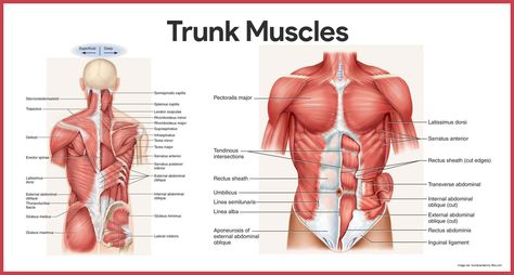 Trunk Muscles- Muscular System Abdominal Muscles Anatomy, Human Body Muscles, Human Anatomy Female, Muscular System Anatomy, Muscle Diagram, Anatomy Organs, Stomach Muscles, Human Body Anatomy, Muscular System