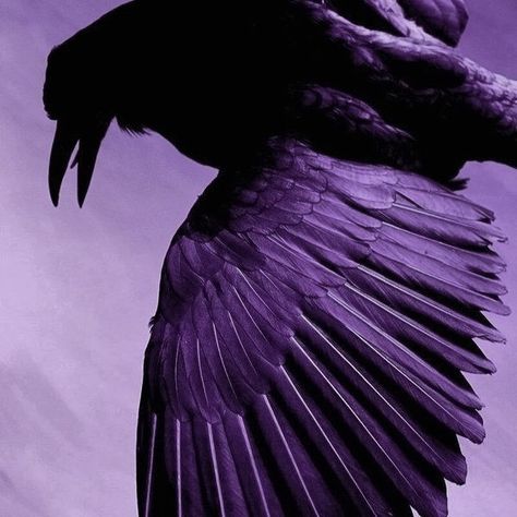 Raven Queen Ever After High, Ever After High Aesthetic, Genshin Aesthetic, Arcane Trickster, Purple Goth, Violet Aesthetic, Purple Bird, Catty Noir, High Aesthetic