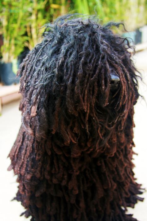 Rasta Dog | by Marissa Gallardo Rasta Dog, Mop Dog, Adorable Dogs, Dog Breeds, Cute Dogs, Dog Cat, Dreadlocks, Puppies, Hair Styles