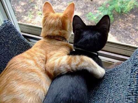 Best Friends Who Are Planning Their Lives Together Cutest Animals, Cele Mai Drăguțe Animale, Söt Katt, Two Cats, Looking Out The Window, Cute Kittens, Sweet Animals, 귀여운 동물, Beautiful Cats