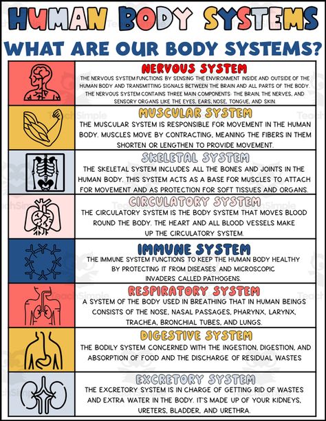 Students will learn all about all of our body systems with this Human Body Systems Printable.It can be printed in color or black and white.You may choose to project it during a lesson or print it for student notebooks and/or your bulletin board. Major Body Systems, Different Body Systems, Human Body Second Grade, Systems Of The Body Anatomy, Human Body Systems Notes, Biology Chart Ideas, Body Systems Notes, Body Systems For Kids, Teaching Body Systems