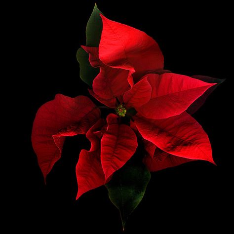 THE COLOURS of CHRISTMAS... POINSETTIA by Magda Indigo on 500px.com Images Victoriennes, Pencil Inspiration, Star Photo, Star Of Bethlehem, Holiday Floral, Poinsettia Flower, Christmas Poinsettia, Art Flowers, Christmas Star