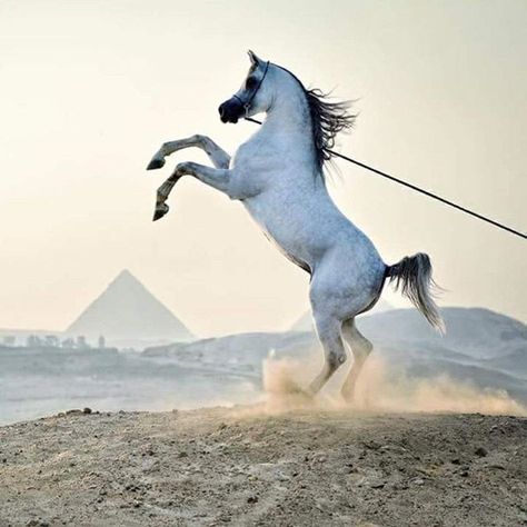 Egyptian Aesthetic, Egyptian Arabian Horses, Hyperrealism Paintings, Stallion Horse, Beautiful Horses Photography, Horse Riding Tips, Beautiful Arabian Horses, Horse Drawings, Bird Pictures