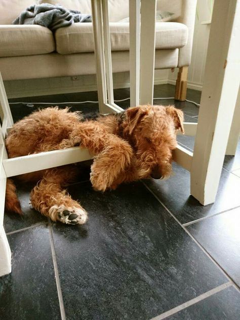 Airedale Sleep Position Airedale Dogs, Lakeland Terrier, Welsh Terrier, Irish Terrier, Wire Fox Terrier, Lucky Dog, Airedale Terrier, Sleeping Dogs, Fox Terrier