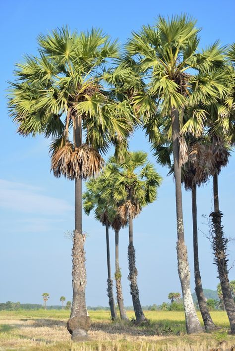 Sugar palm | Premium Photo #Freepik #photo #tree #summer #leaf #green Nature, Pictures Of Palm Trees, Palm Trees Photography, Palm Tree Photo, Village Tree, Palm Tree Photography, Palm Tree Pictures, Palm Trees Landscaping, Tropical Trees