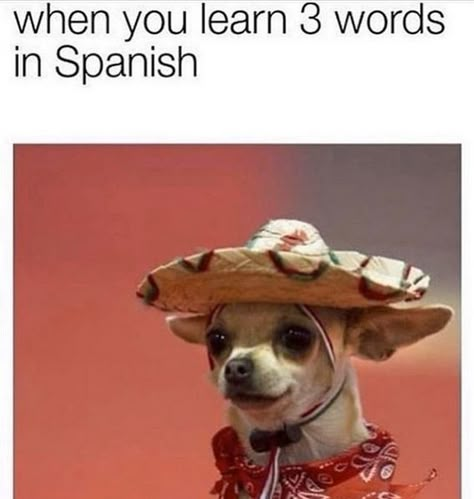 14 Funny Chihuahua Memes That Will Make You Laugh! | PetPress Reseller Tips, Chihuahua Breeds, Teacup Chihuahua Puppies, White Chihuahua, Funny Spanish, Chihuahua Funny, Funny Spanish Memes, Spanish Phrases, Teacup Chihuahua