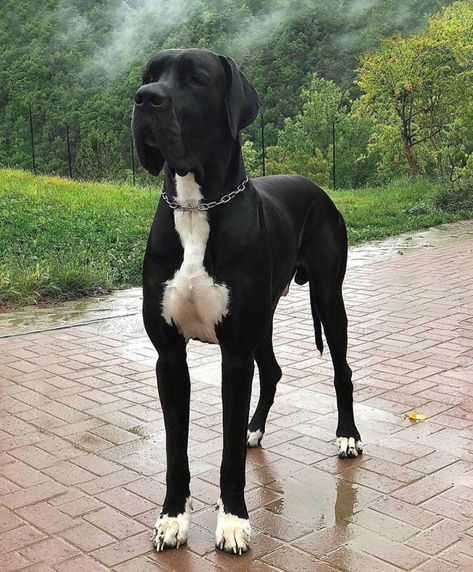 European Great Dane, Big Dog Breeds, Great Dane Dogs, Really Cute Dogs, Sweet Dogs, Cute Animal Photos, Cute Cats And Dogs, Service Dogs, Great Dane