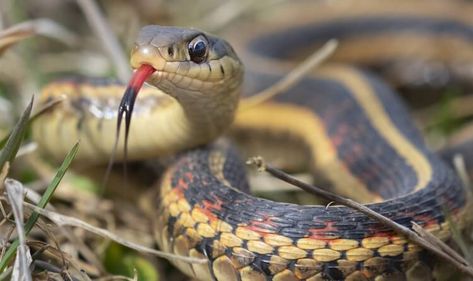 20 Friendly Pet Snakes For Beginners (and Choosing the Right One) – Everything Reptiles Photos Of Snakes, Snake Information, Maine Tattoo, Snake Breeds, Garden Snake, Green Anaconda, Pet Snakes, Kinds Of Snakes, Garden Snakes