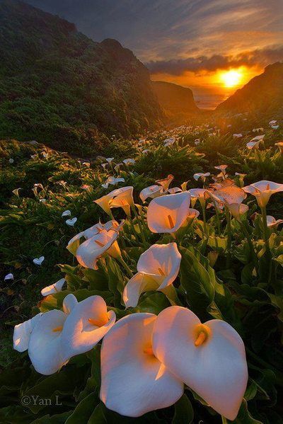 Calla Lily Valley, Big Sur, California - Yan Photography I could see myself just laying down and look up at the sky-Candace Williams Lily Valley, Gardening Advice, Calla Lilies, Natural Scenery, Alam Yang Indah, The Grass, Big Sur, Calla Lily, Pretty Places