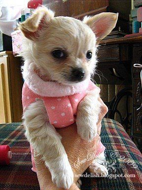 puppy sweater small Frenchie Clothes, Lexi Clothing, Sew Sweater, Dog Tutorial, Diy Dog Sweater, Small Dog Sweaters, Dog Clothes Diy, Chihuahua Puppy, Fabric Stores