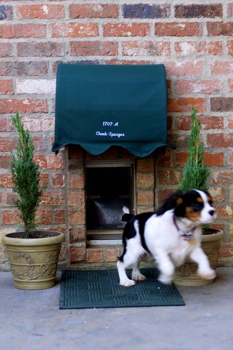 Cavalier King Charles, Dog Houses, Katt Grejer, House Pets, Cat Run, Dog Door, Springer Spaniel, Home Pictures, Dog House