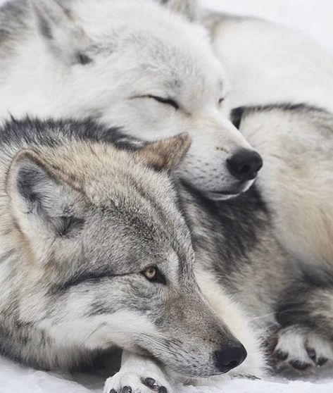 White Ichigo, Wolf Couple, Wolf Mates, Lone Wolf Quotes, Wolf Husky, Wolf Photography, Wolf Painting, Wolf Quotes, Wolf Photos