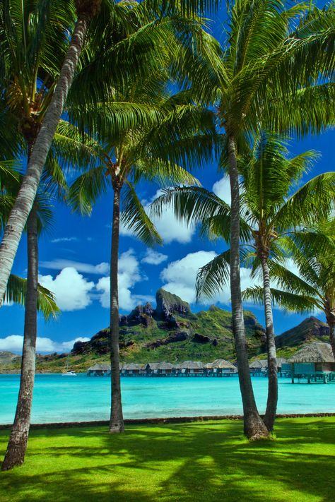 Four Seasons Bora Bora, Tropical Beaches, Beach Wallpaper, Beautiful Places Nature, Alam Yang Indah, Turquoise Water, Bora Bora, Beautiful Places To Travel, Beautiful Nature Pictures