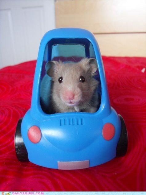 vroom vroom Smart Cars, Hamster Toys, A Hamster, Mouse Trap, Cute Hamsters, Gerbil, Smart Car, Cute Mouse, Cute Animal Photos