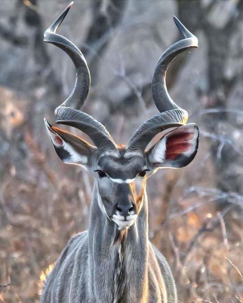 Animals With Horns, African Antelope, Unusual Animals, Rare Animals, Majestic Animals, African Wildlife, African Animals, Wildlife Animals, Wild Life