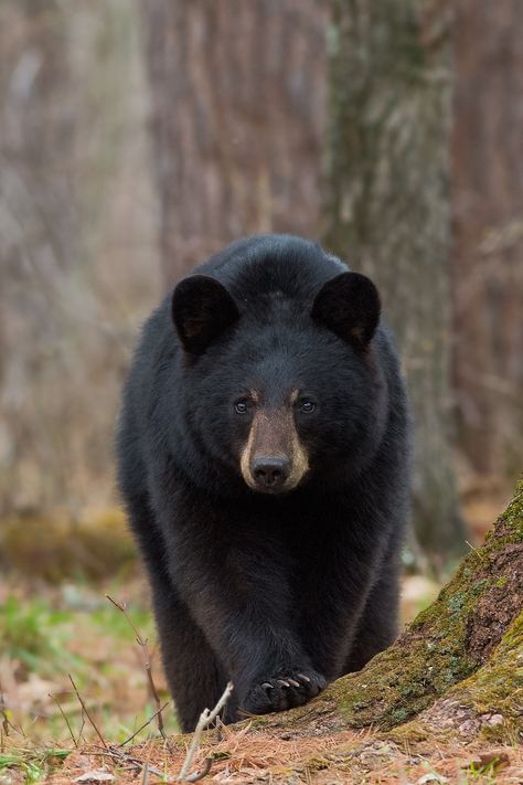 Black Bear Photos, Black Bears Photography, Black Bear Photography, Black Bear Pictures, Black Bear Drawing, Black Bears Art, Bear Photography, American Black Bear, Animals Tattoo