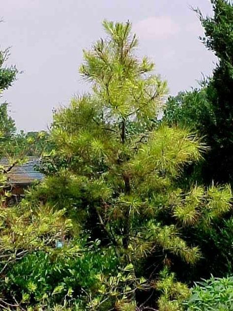 Native Trees for Missouri Landscapes Native Plant Landscape, Trees For Front Yard, Native Plant Gardening, Street Trees, Specimen Trees, Smart Garden, Fast Growing Trees, Native Garden, Sun And Water