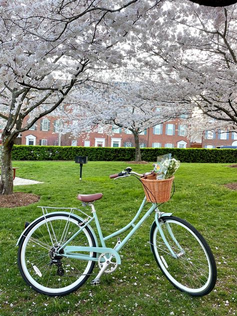 Blue Bike With Basket, Cruiser Bike Aesthetic, Cottagecore Bike, Aesthetic Bicycle, Pretty Bikes, Bicycle Aesthetic, Aesthetic Bike, Bicycle Pictures, Green Bicycle