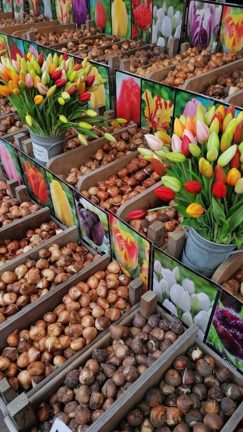 tulip seed, amsterdam, flower shop Tulip Seeds Planting, Tulip Seeds, Feminine Urge, Summer Plans, Tulips Flowers, Planting Seeds, Flower Seeds, Flower Shop, Tulips