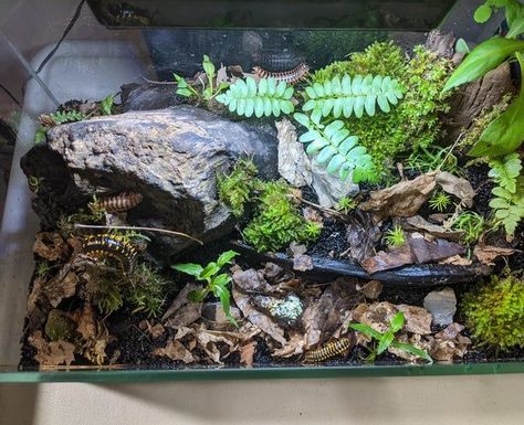 Millipede Enclosure, Tarantula Habitat, Bioactive Vivarium, Diy Reptile, Snail Tank, Spider House, Snake Tank, Reptile Room, Pet Enclosure