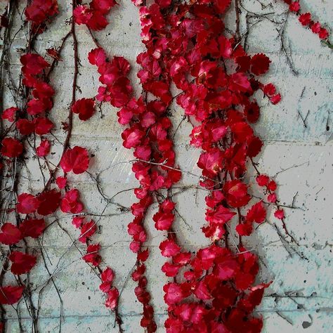 Red vine on a white brick wall Hoco Inspo, White Brick Wall, Red Vines, Dumpster Fire, Small White Flowers, Red Leaves, White Brick, Brick Wall, Art Project