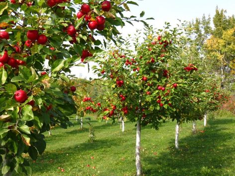 Árvores Frutíferas → Pequeno Porte, Para Quintal, Enxertadas【AQUI!!!】 Tree Garden Design, Apple Tree From Seed, Fruit Tree Garden, Orchard Design, Orchard Garden, Growing Gardens, Live Tree, Tree Seeds, Apple Orchard