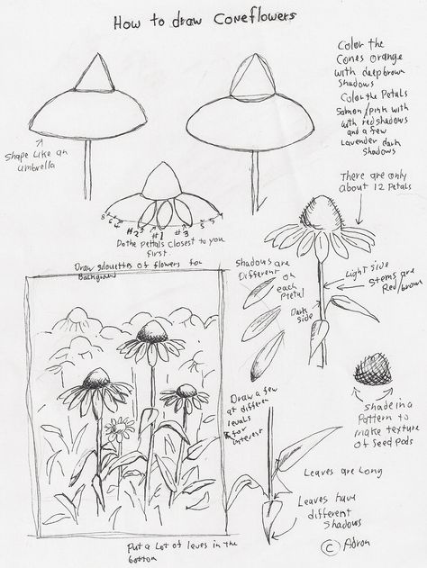 Adron's Art Lesson Plans: How to Draw Cone Flowers Art Lesson For Young Artist Ako Kresliť, Cone Flowers, Flower Drawing Tutorials, Flower Art Drawing, Floral Drawing, Plant Drawing, Art Lesson Plans, Art Instructions, Flower Doodles