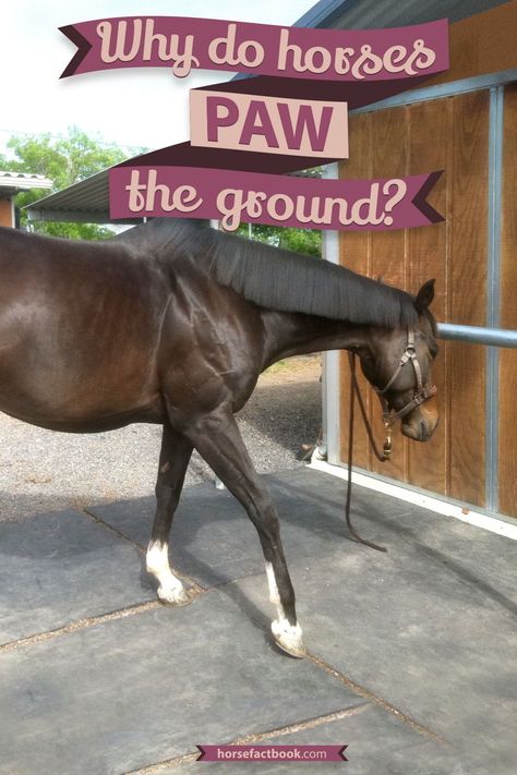 Nice Horse Stables, Horse Pawing The Ground, Horse Worming Schedule, Horse Medicine, Horse Tricks, Equestrian Tips, Equine Stables, Horse Massage, Equine Veterinary