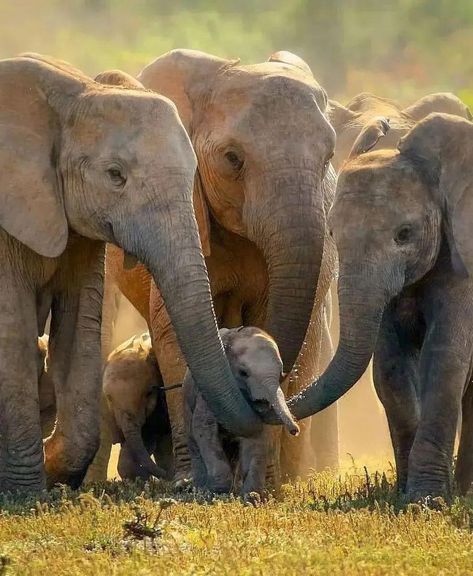 Elephant World, Elephant Park, Elephant Photography, Elephants Photos, Elephant Pictures, Baby Elephants, Save The Elephants, Elephant Lover, Elephant Love