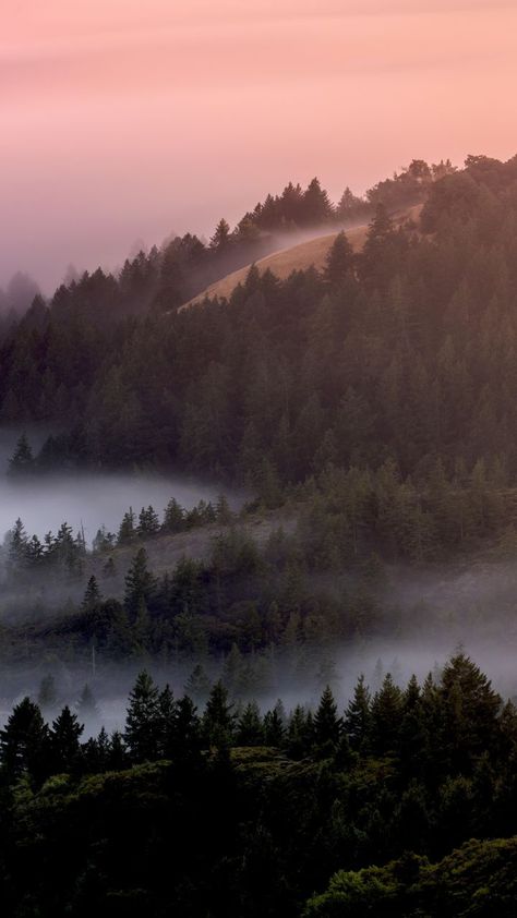 Morning Forest Wallpaper, Aesthetic Mountains Wallpaper, Fog At Dawn, Sunrises Aesthetic, Norse Village, Forest Wallpaper Iphone, Wallpaper Trees, Rainy Wallpaper, Misty Dawn