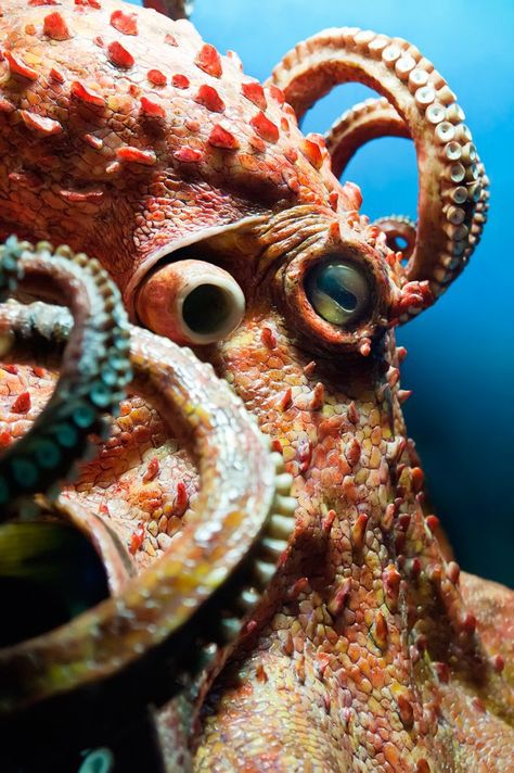 Octopus Animal Symbolism: Octopus Meaning on Whats-Your-Sign Pictures Of Sea Creatures, Octopus Photography, Painting Octopus, Octopus Pictures, Pacific Octopus, Fauna Marina, Deep Sea Creatures, Octopus Tattoo, Octopus Art