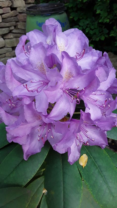 Lila Rhododendron Rhododendron Plant, Flower Types, Garage Garden, Garden Shrubs, Painting Inspo, Thread Painting, Needle Thread, Favorite Flowers, Beautiful Flowers Pictures