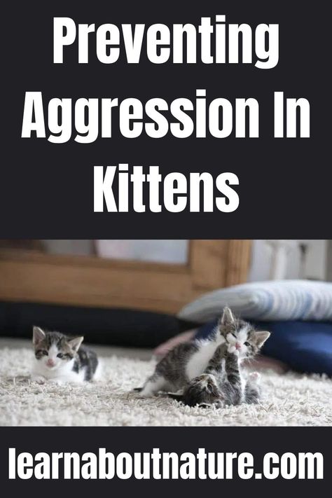 Preventing Aggression In Kittens Nature Website, Kitten Biting, Land Animals, Domestic Animals, About Nature, Cat Parenting, Cat Care, A Cat, Mammals